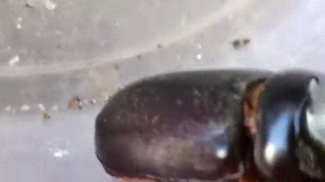 Rhinoceros beetle| Massive Rhino Beetles #mywildcollection смотреть онлайн