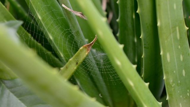 Spider Web Blowing in the Breeze in an Aloe Plant #nature смотреть онлайн
