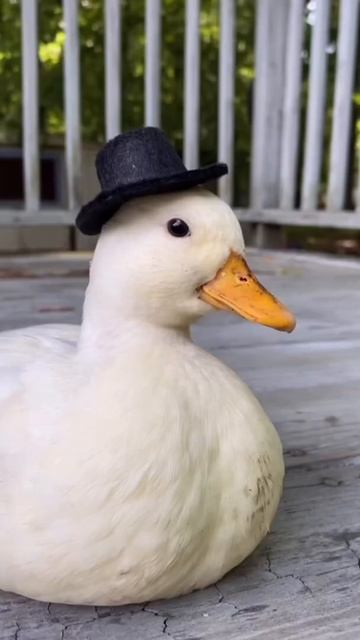 Isn’t he handsome?🥺 #pets #duck смотреть онлайн