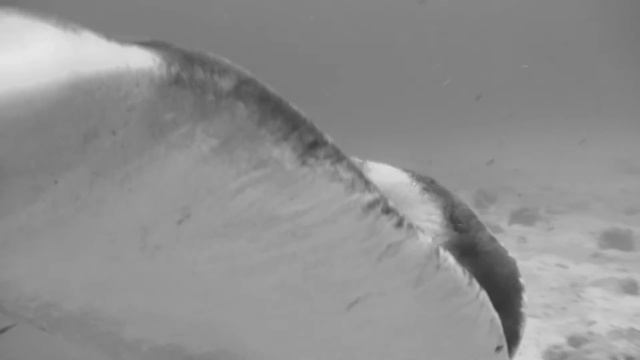 Manta Ray Cleaning station смотреть онлайн