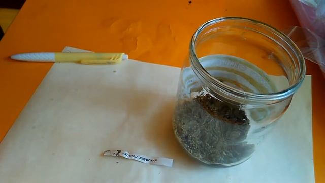 Жостер даурский - ошибки при стратификации семян смотреть онлайн