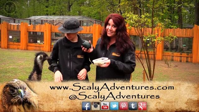 Meet A Very Hungry Emu! смотреть онлайн