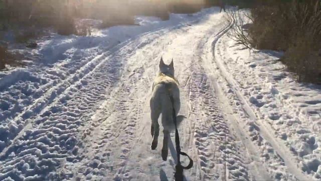 Скиджоринг с Ророй - рысь. смотреть онлайн
