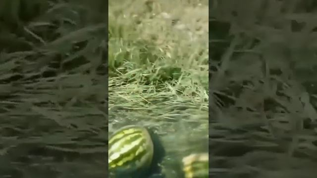 Арбузы плывут под дабстеп 10 минут