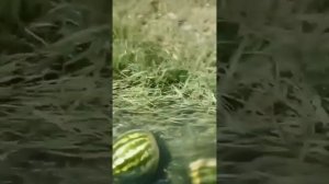 Арбузы плывут под дабстеп 10 минут