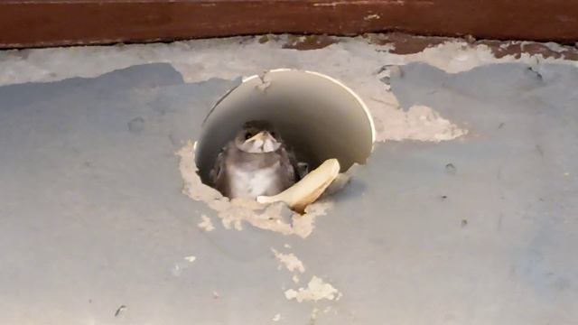 Птенцы готовы вылететь из гнезда - дренажной трубы в стене на склоне тропического острова. смотреть онлайн