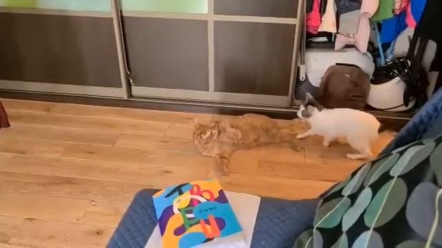 14.02.2020 и 17.04.2020 - Котик Сомик и Котик Смелый уехали домой! (видео из дома) смотреть онлайн