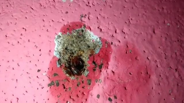 खटमल को जड़ से खत्म करने का तरीका/khatmal Khatam Karne Ka Tarika,khatmal Ko Marne Ka Tarika