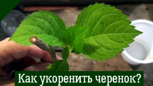 Самый простой СПОСОБ УКОРЕНИТЬ ЛЮБОЙ ЧЕРЕНОК