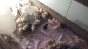 Инкубация в инкубаторе Норма парка: 70% вывода. Хотелось бы лучше