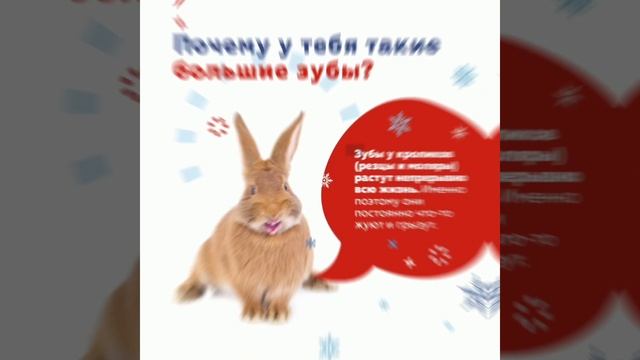 Кролики - это не только... #shorts смотреть онлайн