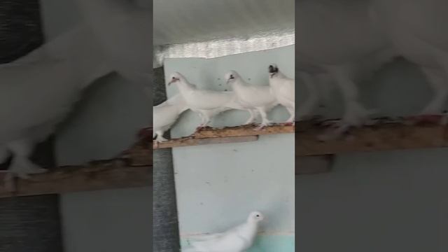 Голуби Рустама смотреть онлайн