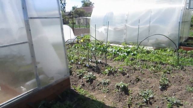 06.06.21 Огород, арбузы, дыни смотреть онлайн