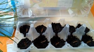 Трескун японский или сирень японская - стратификация и посадка семян