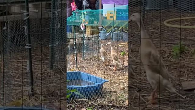 Утка «Индийский бегун». Canard Coureur Indien. Indian Runner Duck.