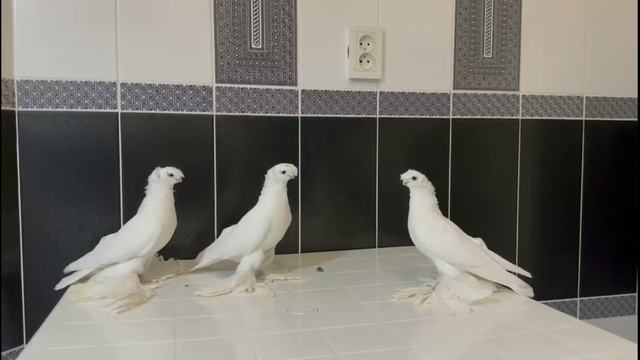 $20 000 баксов! Двухчубые голуби. Tauben. Pigeons. Palomas. Pombos. 비둘기. смотреть онлайн