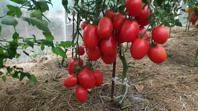 Почти готовый урожай