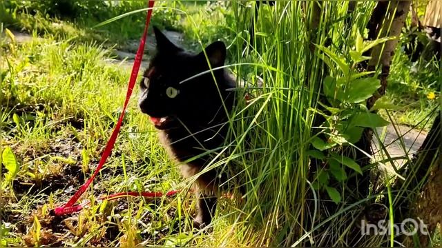 Баська и трава/кошка гуляет/встречаем утро/выходные смотреть онлайн