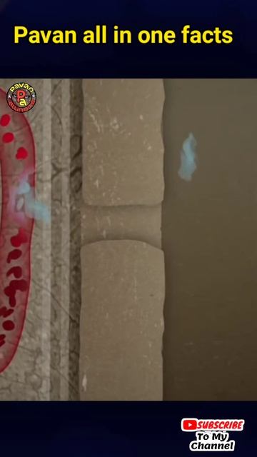 🐙chicken embryo development ❤️#short #youtubeshorts #viralvideo #telugufacts #viral смотреть онлайн