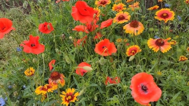 группа Любэ, Николай Расторгуев. Хороша, родная... смотреть онлайн