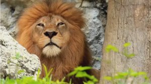 Песня о планете Земля. Я люблю тебя, планета Земля! День Земли.