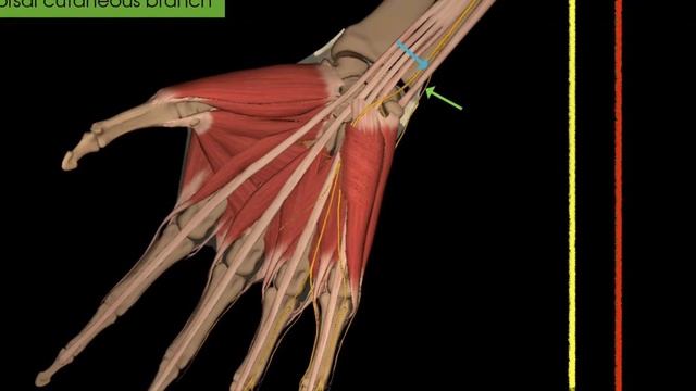 #ULNARNERVE | Ulnar nerve | PPT | смотреть онлайн