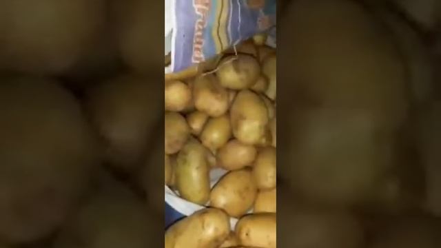 Картофель Пакистан оптом
