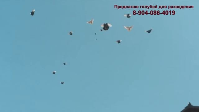 Курские турманы в полете смотреть онлайн