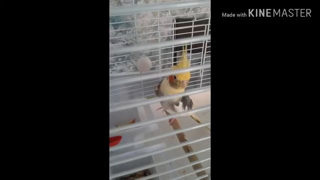 Видео -о Черри(первый ролик)