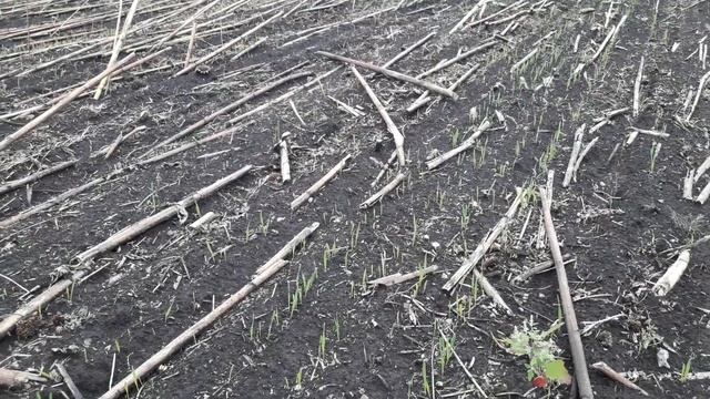 сходи пшениці. Міжряддя 10 см смотреть онлайн
