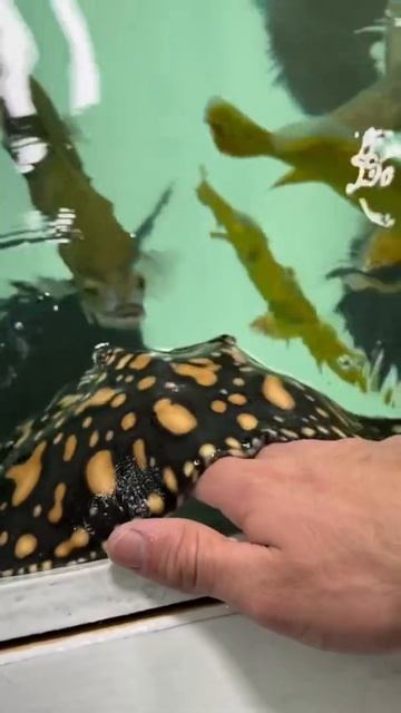 Playful Stingray Nibbles On My Fingers 🥰