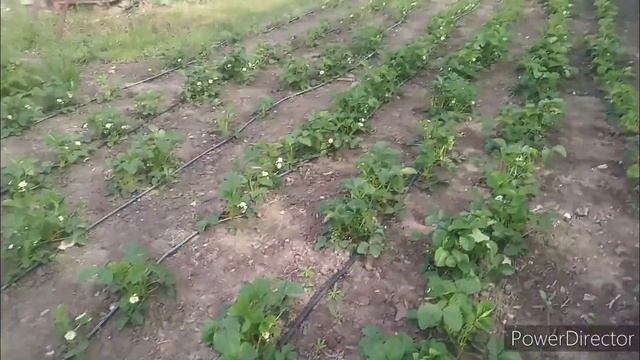 Обзор хозяйства 3. 11 мая 2022г. смотреть онлайн