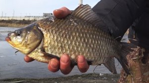 Рыбалка на карася весной на поплавок.