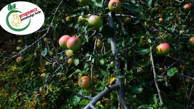 प्रेगनेंसी में सपने में सेव देखना ।। pregnancy mein sapne mein Apple dekhna । sapne mein seb dekhna смотреть онлайн