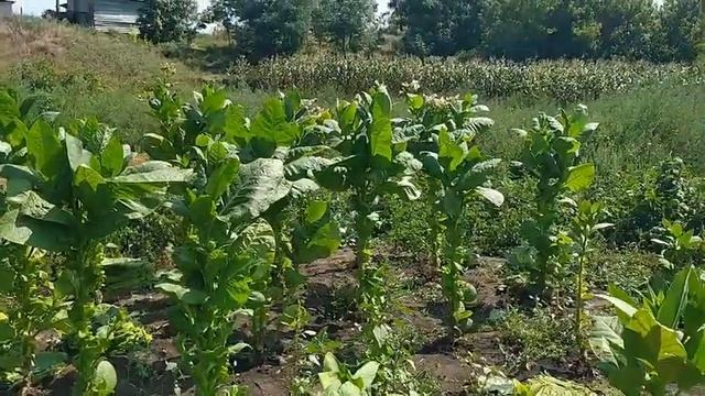 ТАБАК / Уборка урожая / Вторая ломка листа / 21.08.21 смотреть онлайн