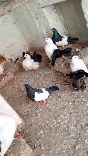 fancy pigeon fantail # Lucky Kabootar black khal pigeon смотреть онлайн