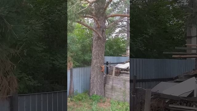 🐿️ Белки в погоне - Нас не догонят
