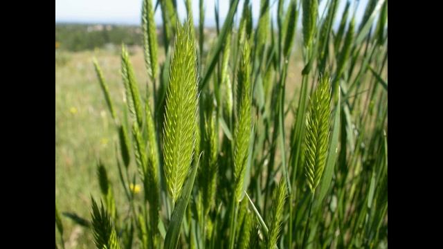 Житняк гребінчастий 
(Agropyron Cristatum)
