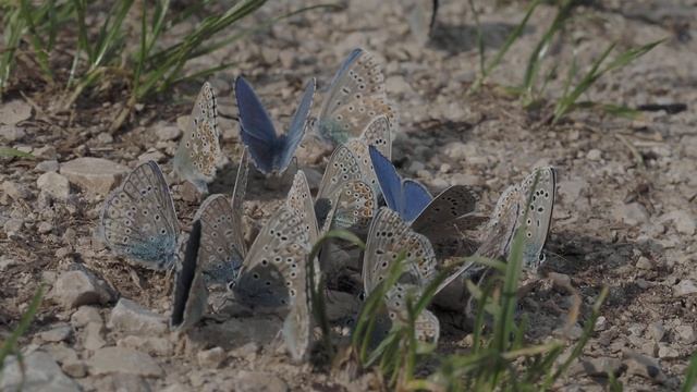 Lysandra bellargus und andere Bläulinge bei der Mineralstoffaufnahme. Lycaenids mud-puddling. смотреть онлайн