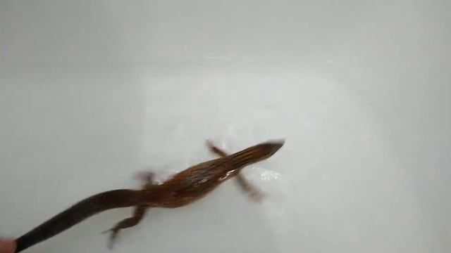 bathe Varanus acanthurus смотреть онлайн