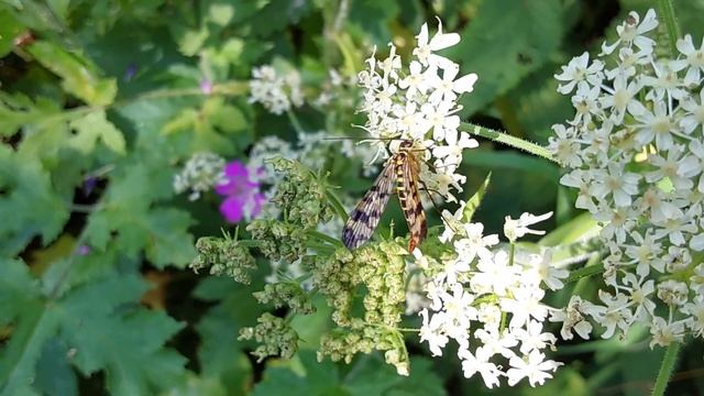 Скорпионница. 23 июля 2024 г. смотреть онлайн