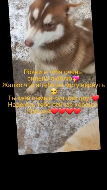#рокки #хаски #люблюсобак #собака смотреть онлайн