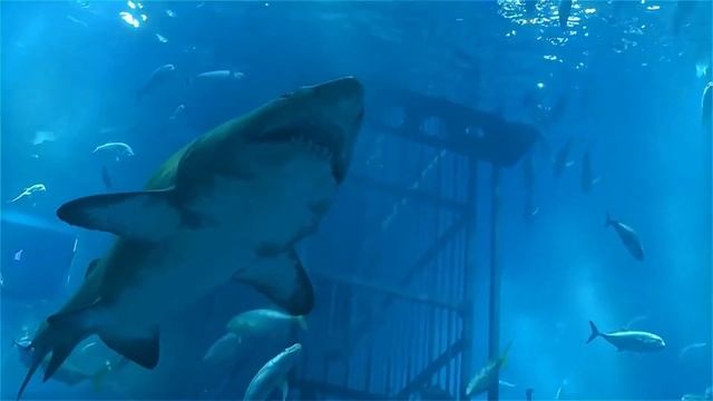 Изучаем животных- для малышей. Корова, слон, свинья, утка, жираф, осьминог, акула, медведь смотреть онлайн