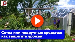 Воробьи в шоке! 2 секрета защиты ягод от птиц без сетки — урожай будет спасен