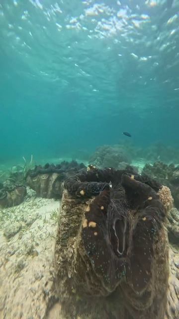 Филиппины. Панглао. Philippines. Shorts