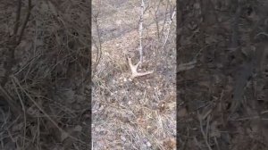 #поиск рогов лося#, удачный выход(7 рогов за 1 день)