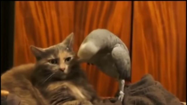 Попугай напрягает кота смотреть онлайн