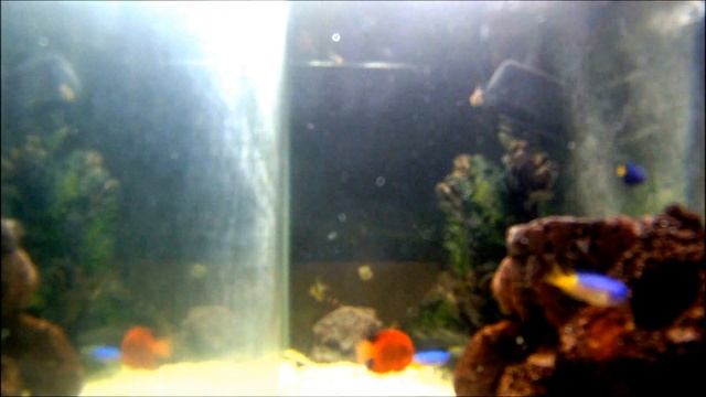Royal Gramma Basslet, Flame Angel Clownfish, Damsels And Pajama Cardinalfish смотреть онлайн