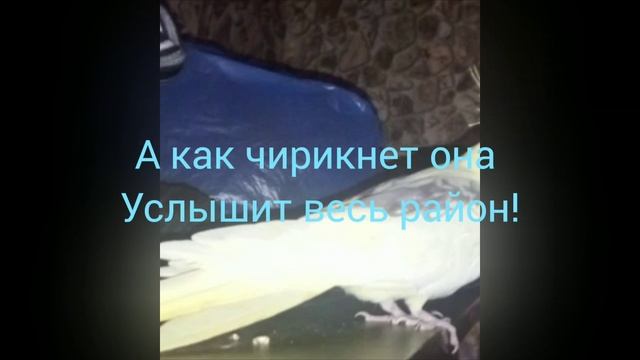 Птица наша 🐦 смотреть онлайн