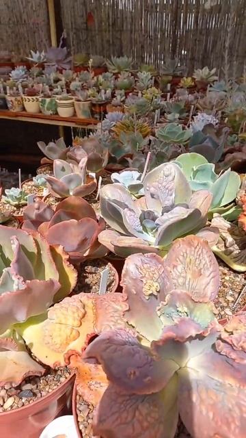 carúnculas ! #suculentas #plantas #jardin #terrasuculenta #succulents #echeveria смотреть онлайн